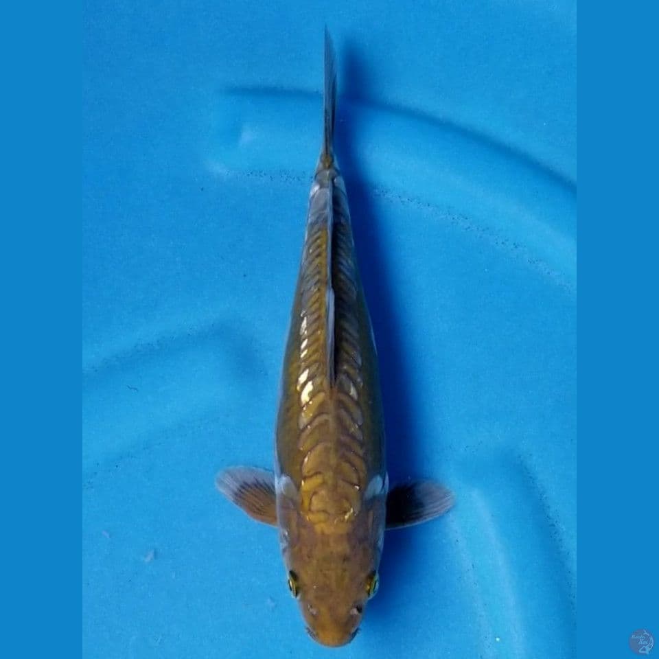 ARAGOKE GINRIN 25 CM