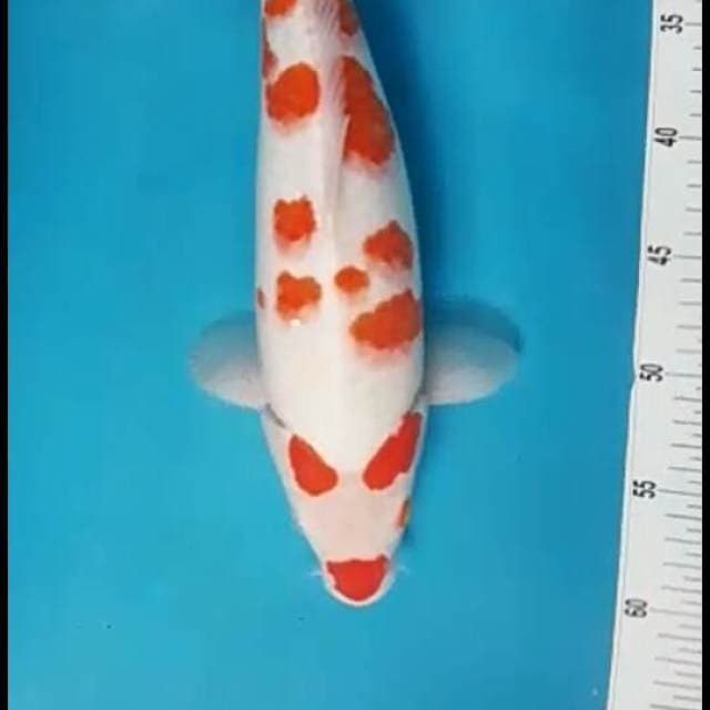 Kohaku f1 size.36cm