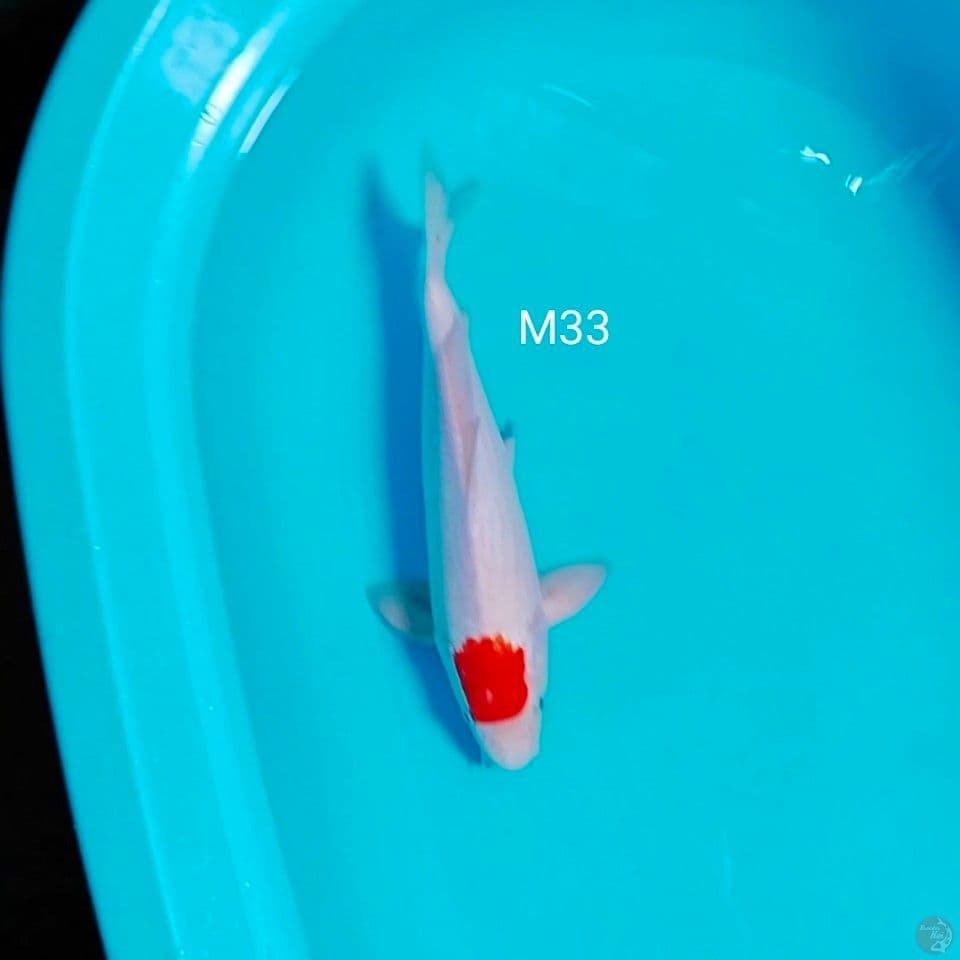 tanco ori M33cm