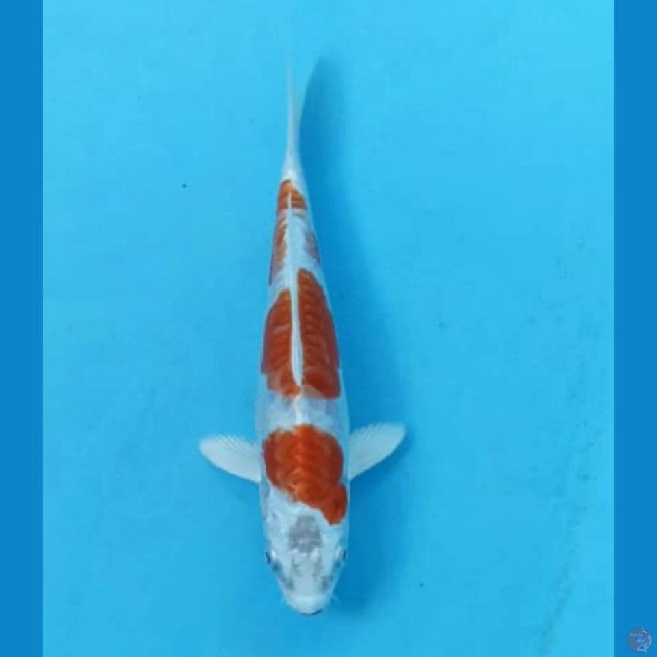 Kikushui 17cm