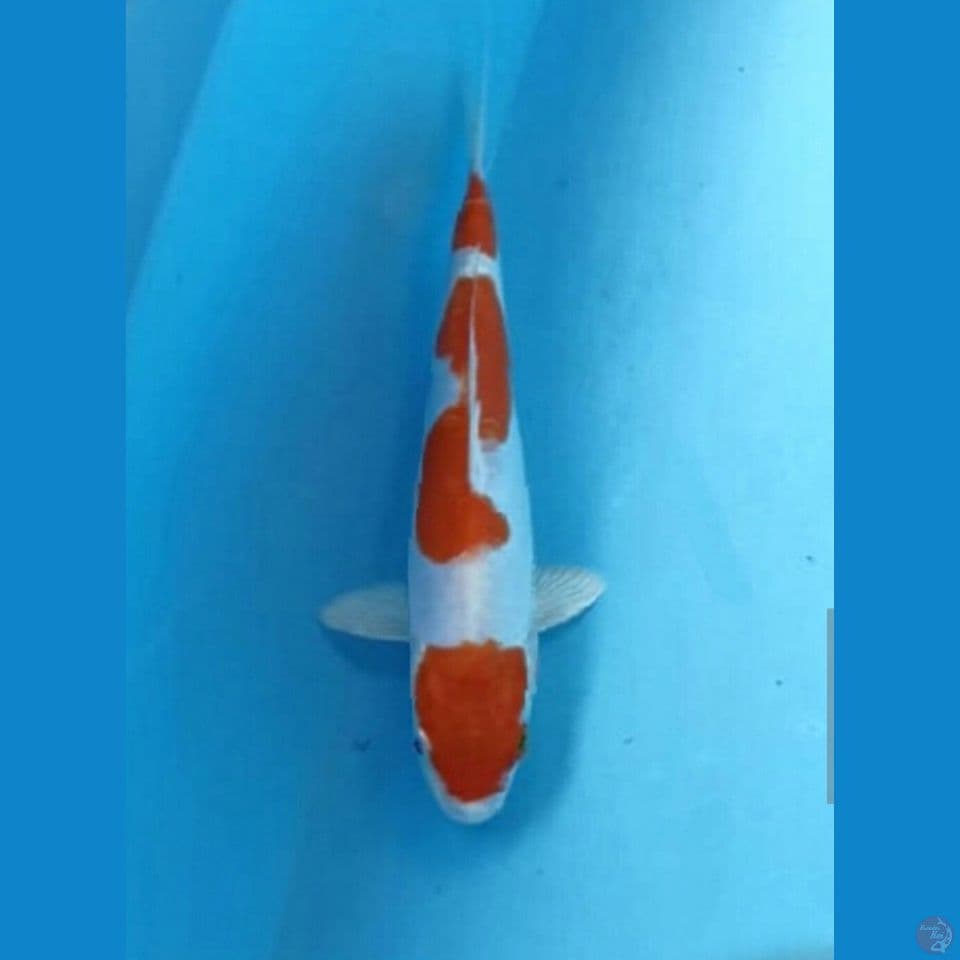 Kikushui 18cm