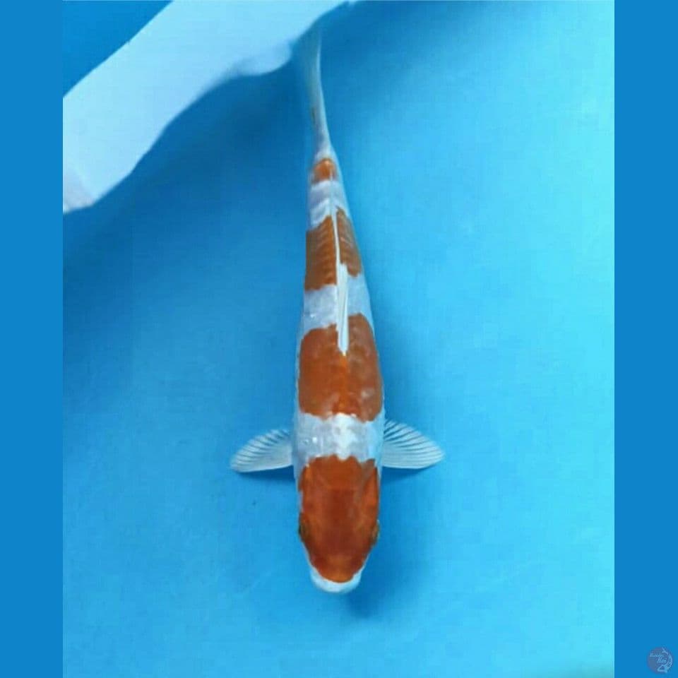 Kikushui 22cm