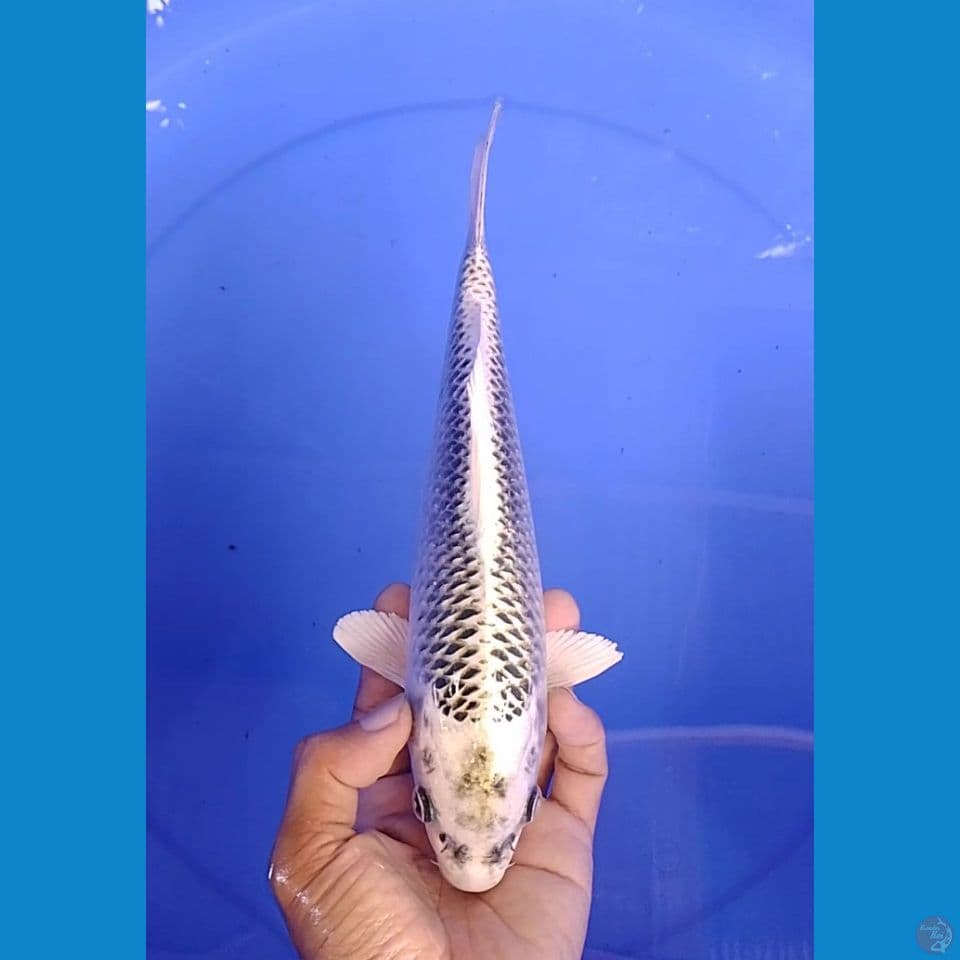 matsubha size : 25 cm.m
