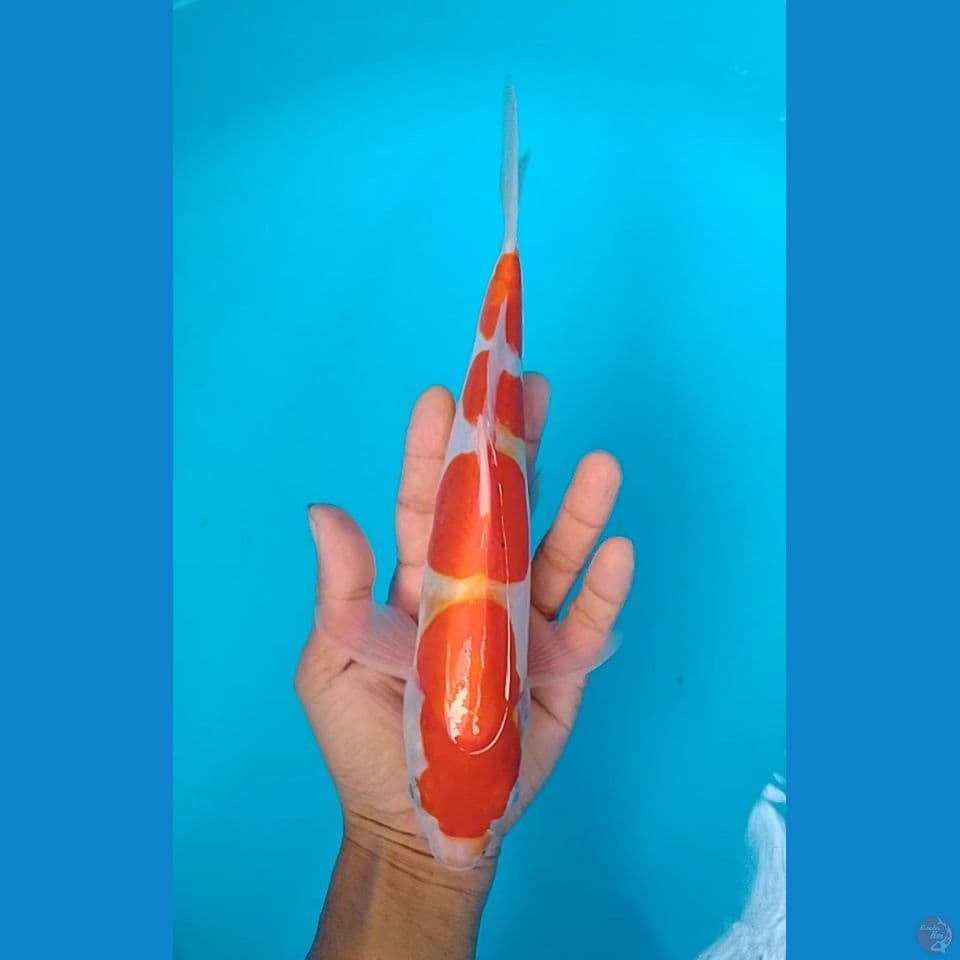 kohaku 4step size : 26 cm.m