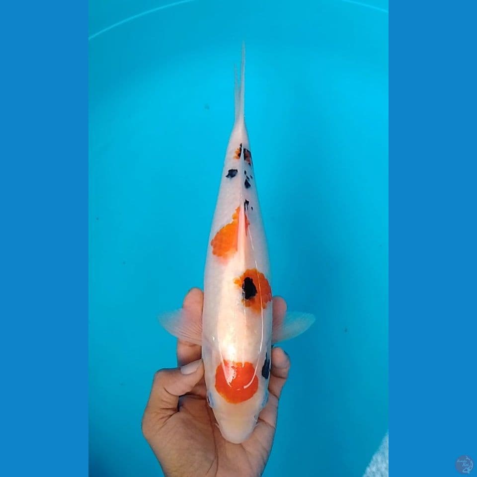 maruten sanke size : 30 cm