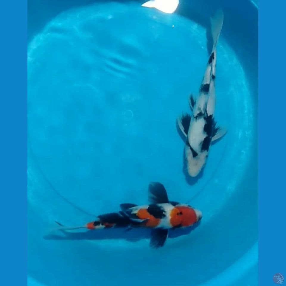 showa shiro 25 dan 28 cm