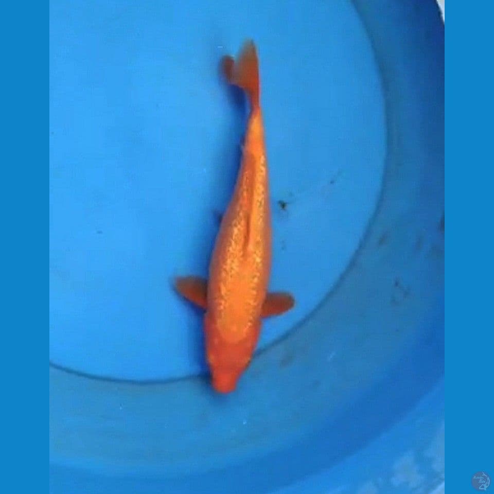 Benigoi ginrin 25 cm