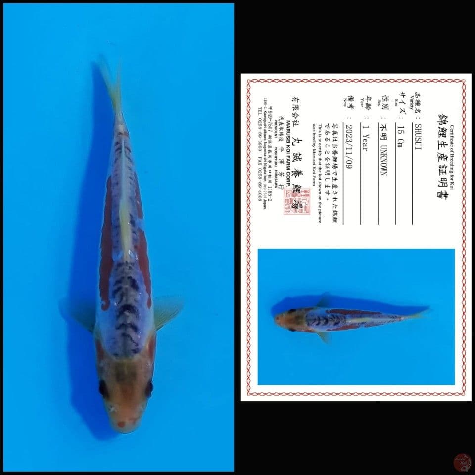 SHUSUI MARUSEI, 15CM