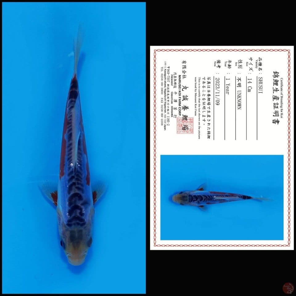 SHUSUI MARUSEI, 14CM