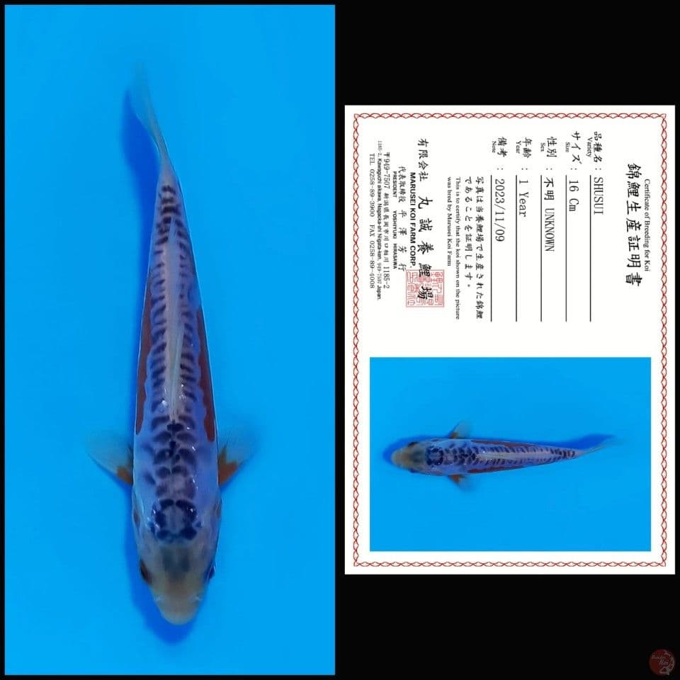 SHUSUI MARUSEI, 16CM