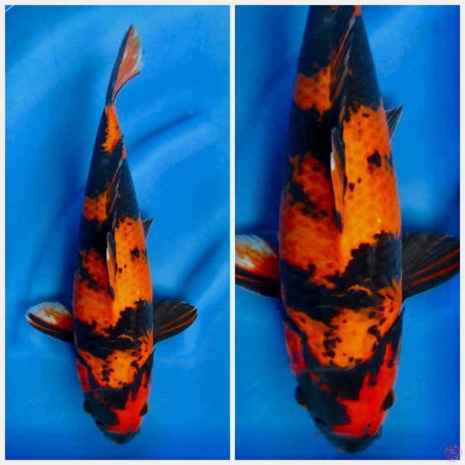 Hi utsuri 40cm male