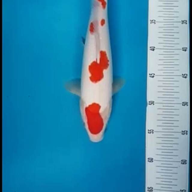 Kohaku f1.size.35cm