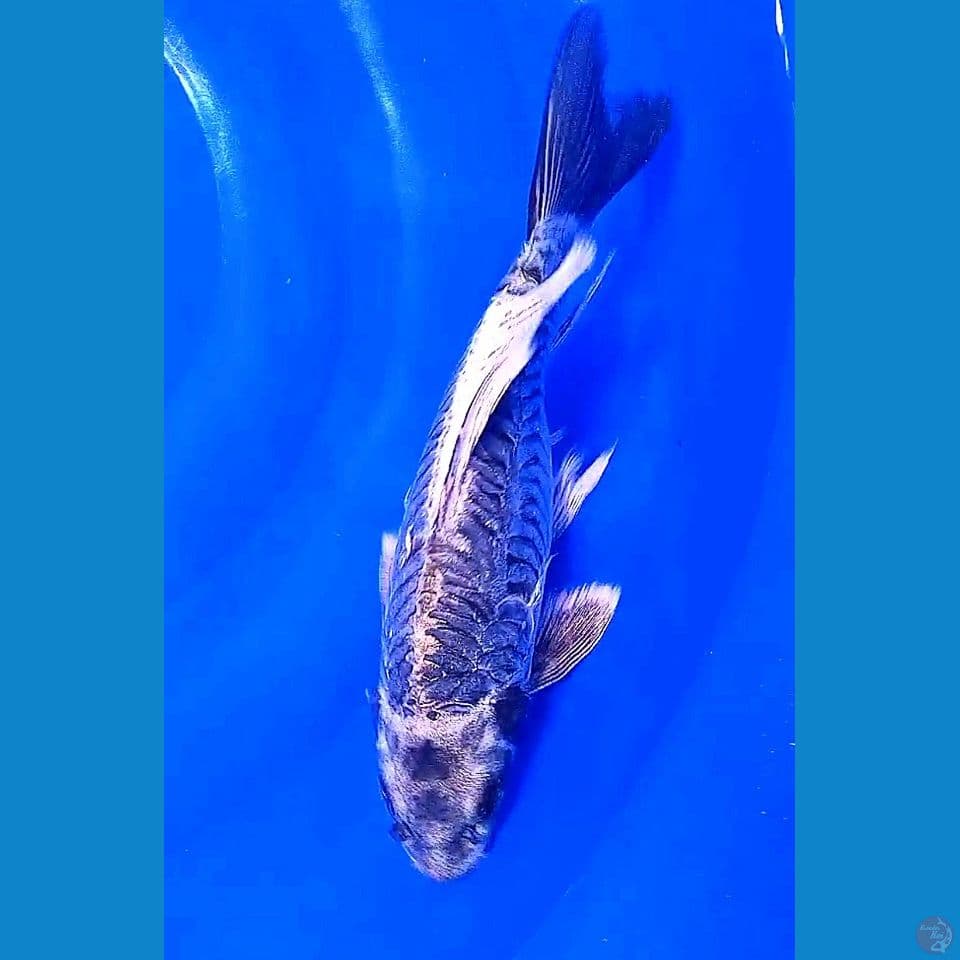 34 cm kumpay kawari aragoke munuk