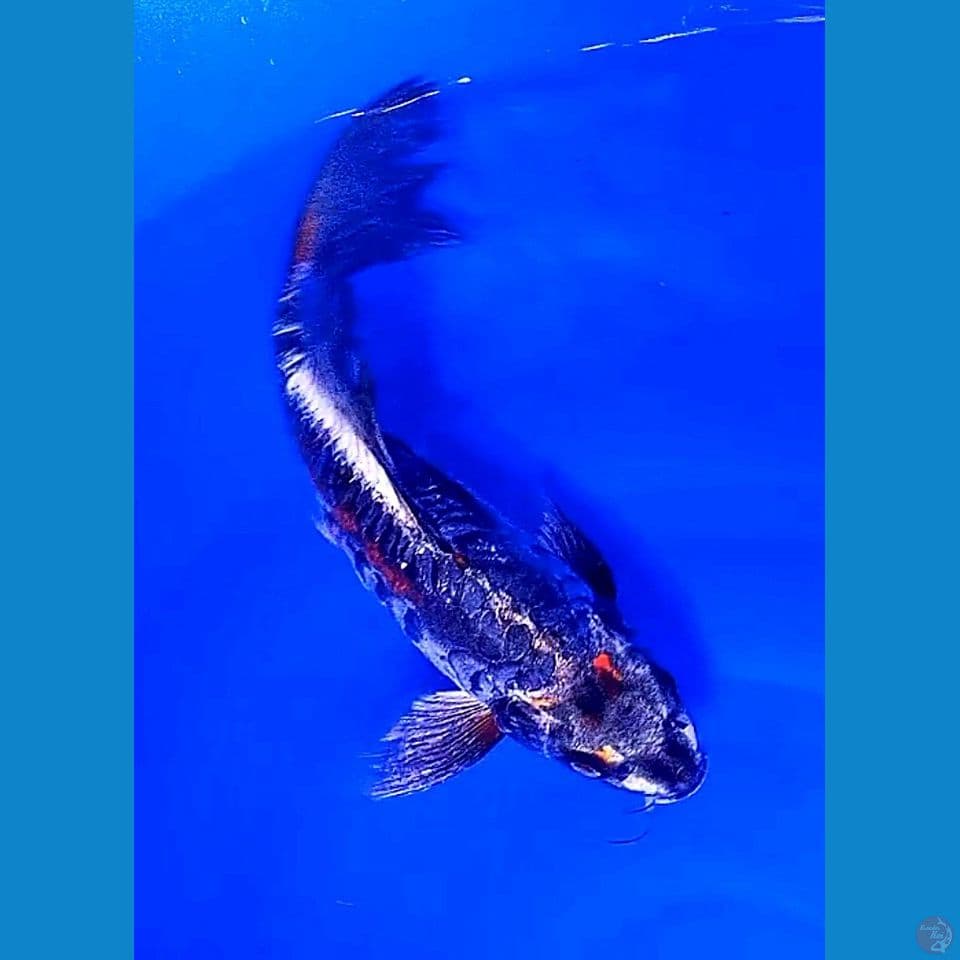 33 cm kumpy benikiko aragoke munuk