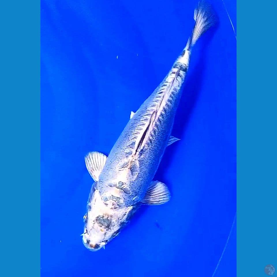 31cm silver kiko punuk onta