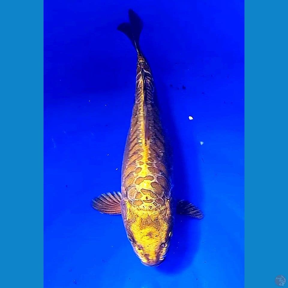 33cm gold kiko punuk onta