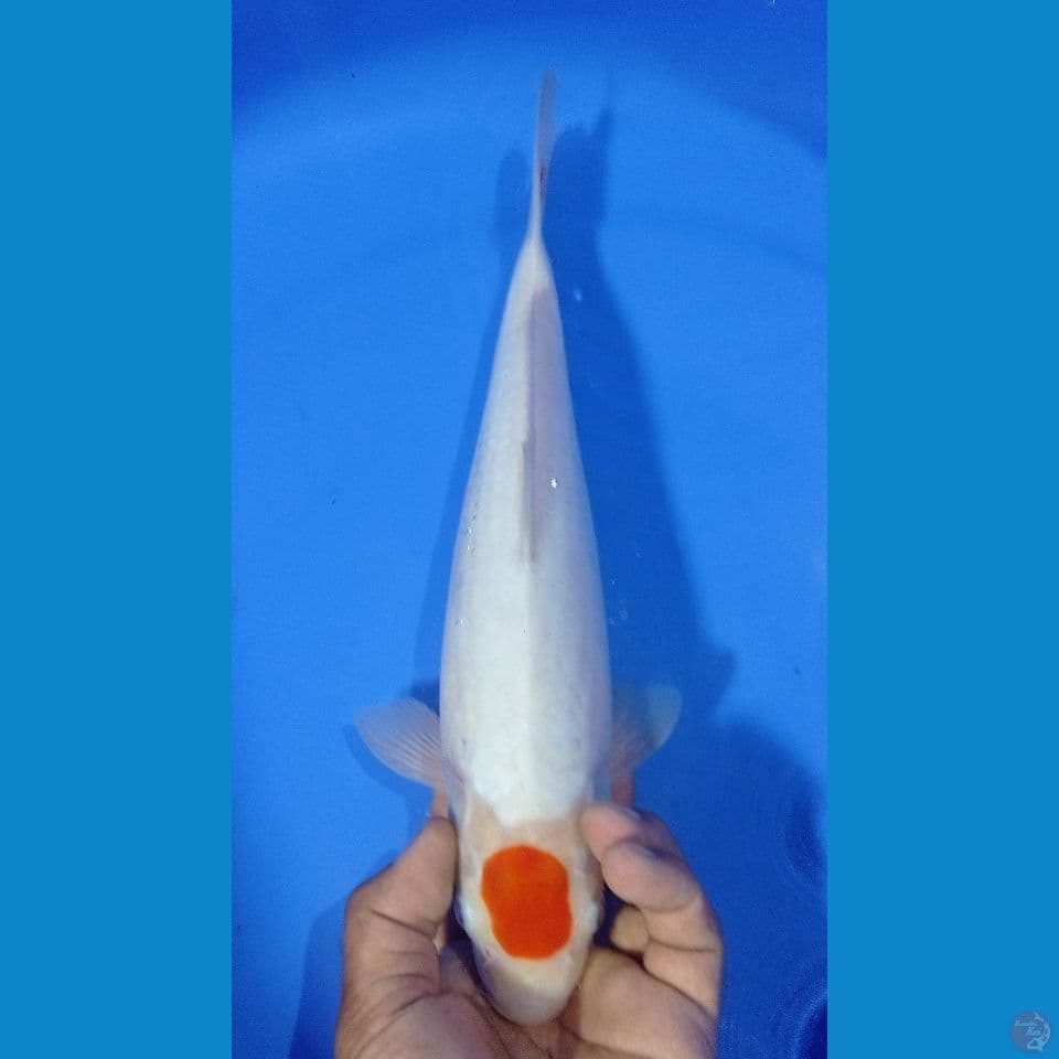 TANCO KOHAKU 33