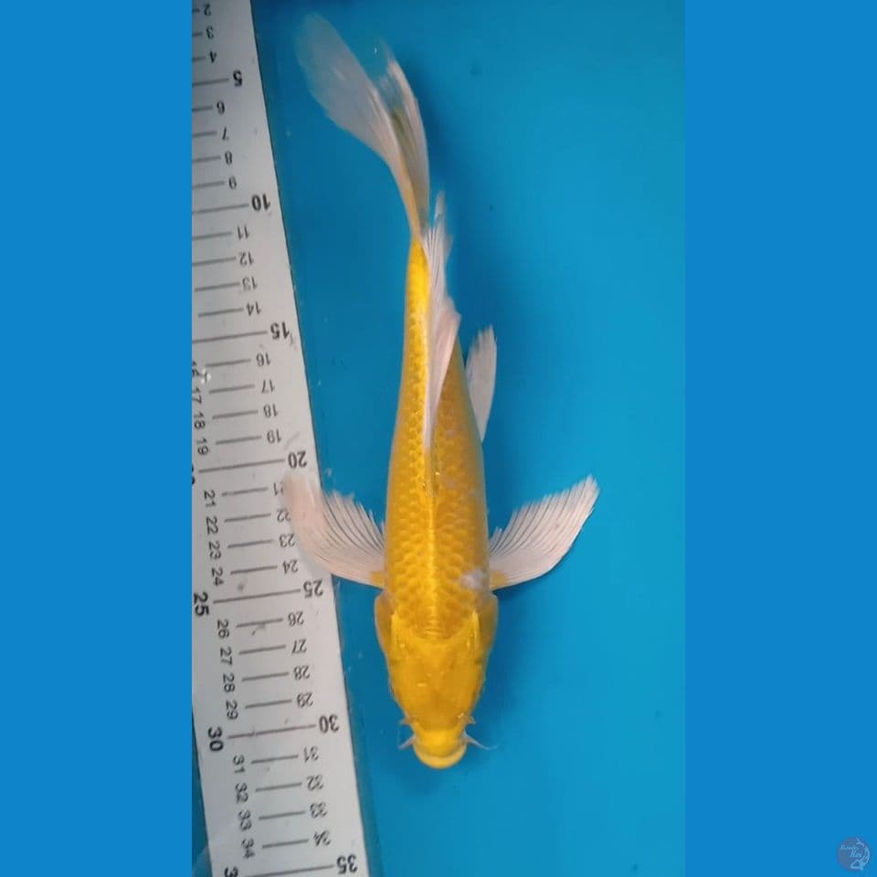SLAYER OGON ~ 27CM