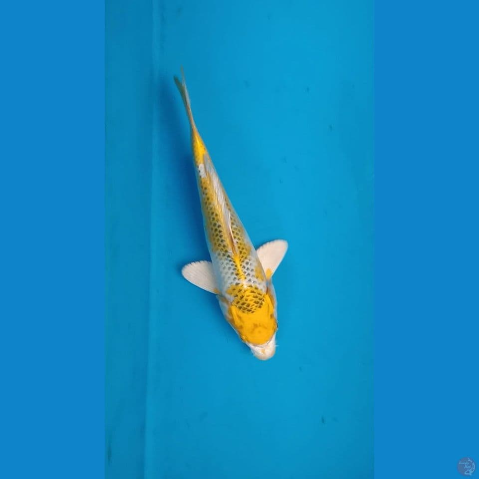 Hariwake ~ 22CM