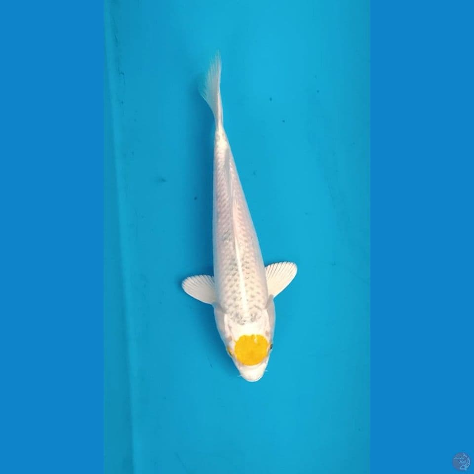 Tancho Hariwake ~ 23cm