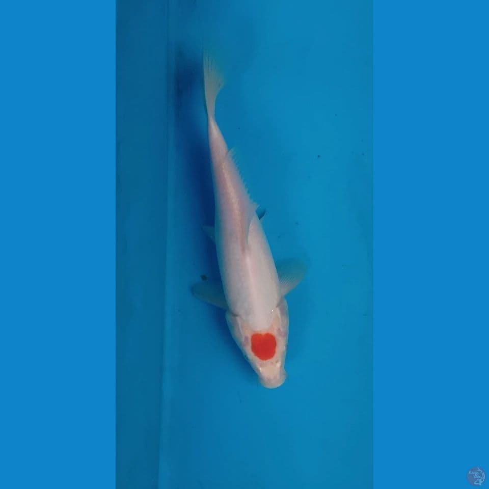 Tancho ~ 25cm