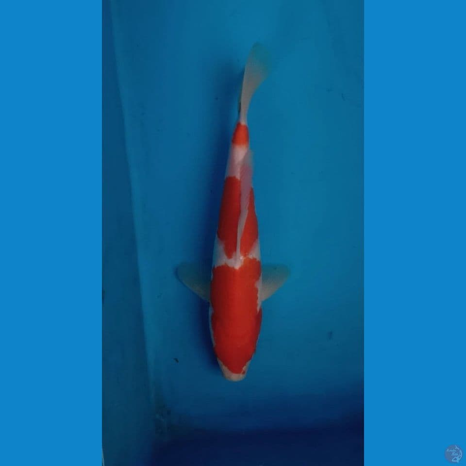 Kohaku ~ 24cm