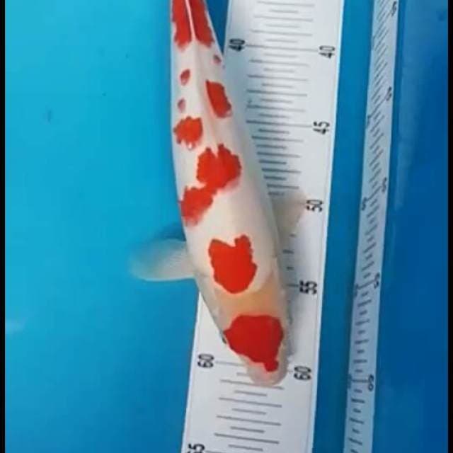 Kohaku f1.size.30cm