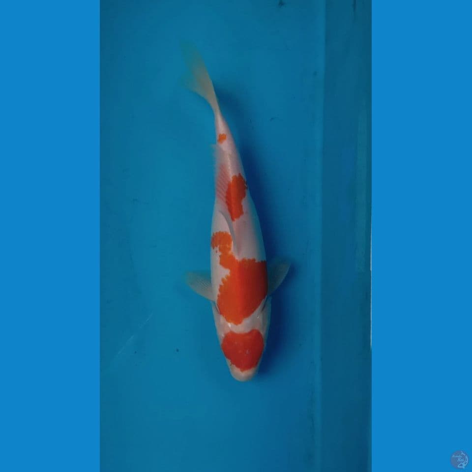 Kohaku QQ ~ 26cm