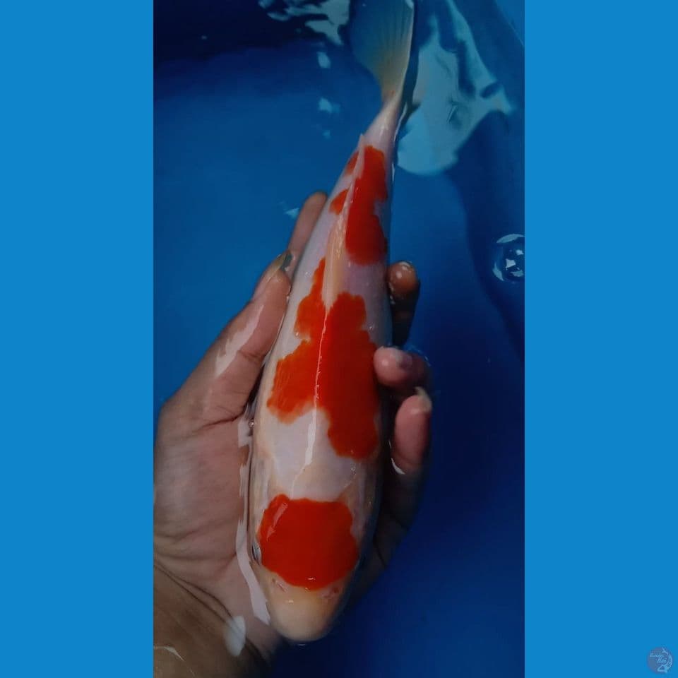 KOHAKU QUALITY ~ 25CM