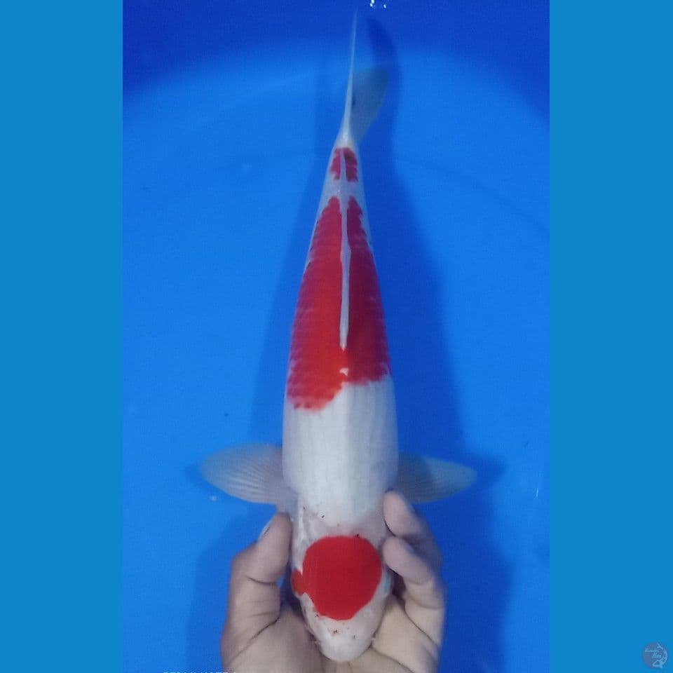 KOHAKU 40