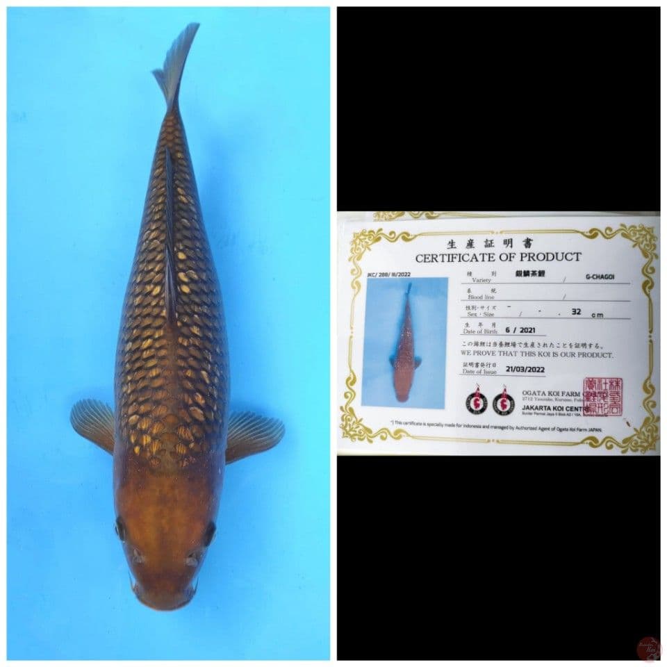 Ogata Chagoi Ginrin