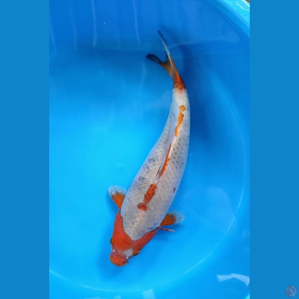 sabikouo F44cm