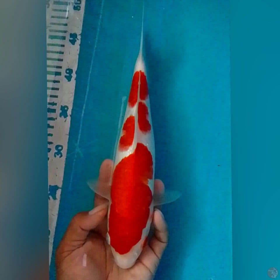 kohaku HQQ 30CM