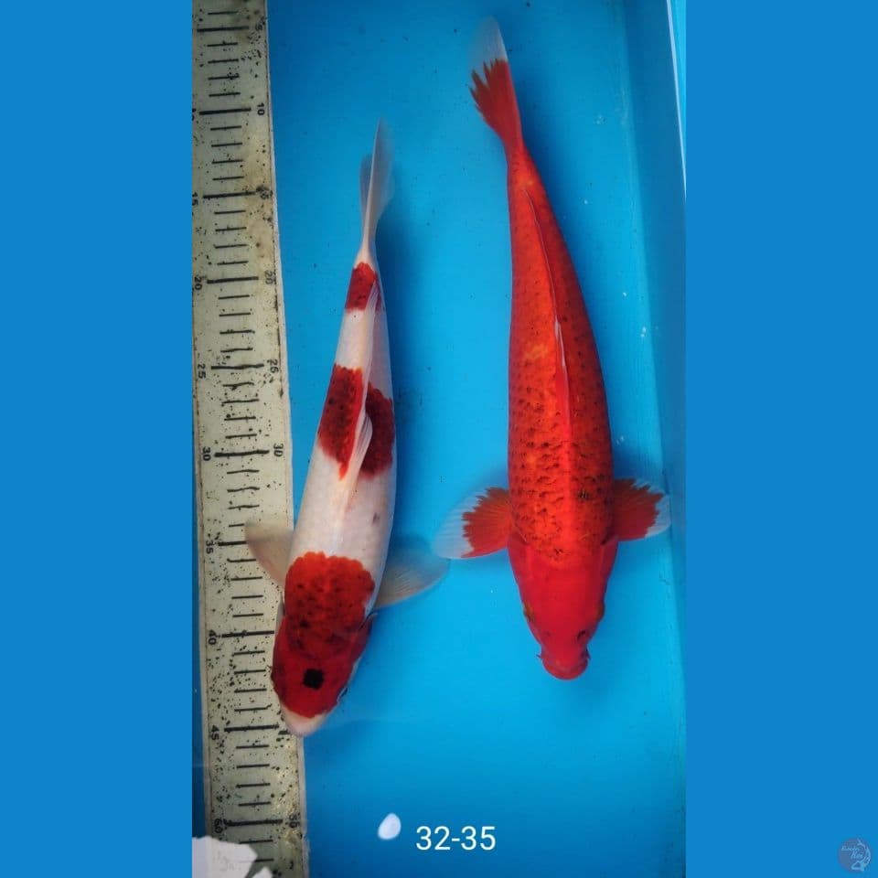 MIX 2 ekor, 32-35cm