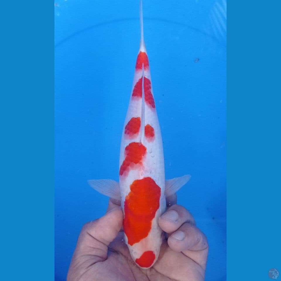 KOHAKU 29