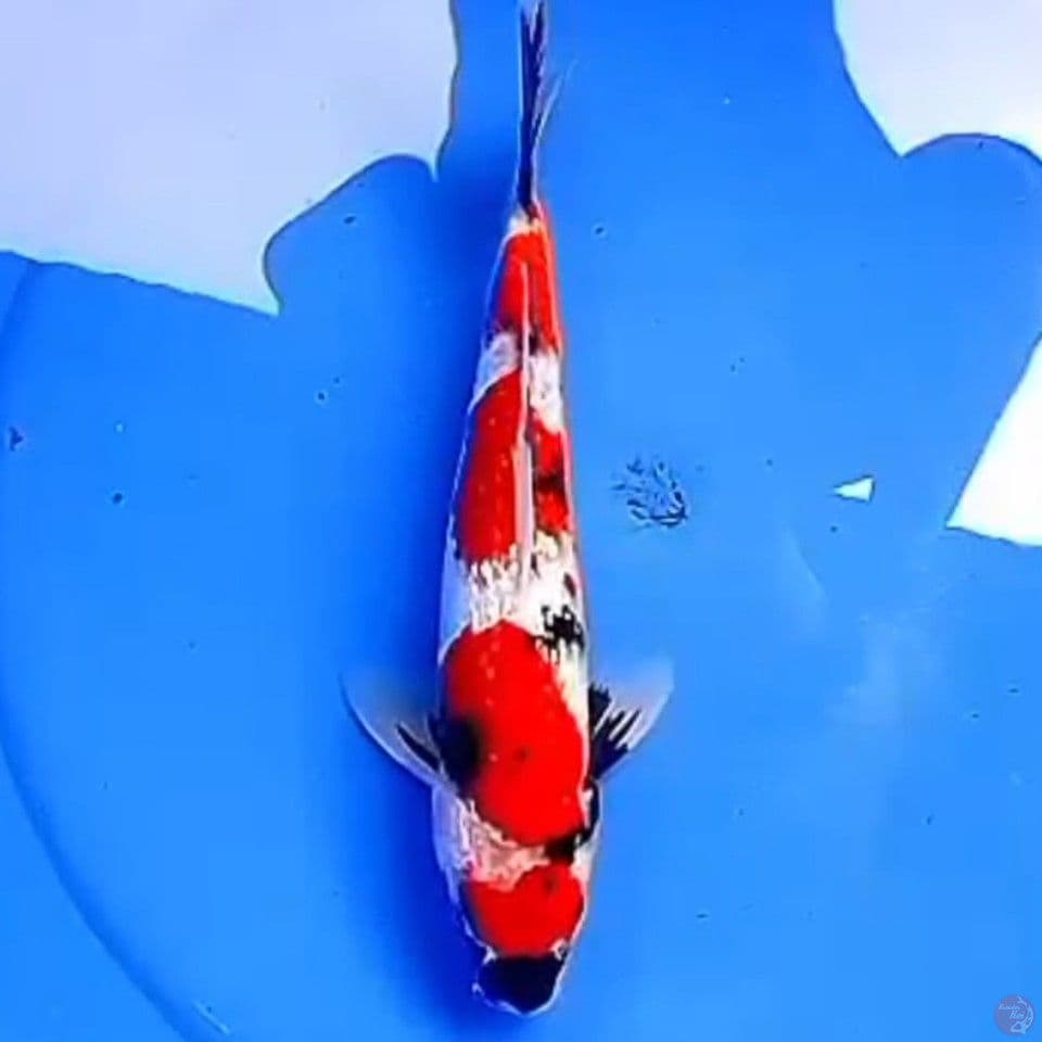 29cm KINGINRIN KINDAI SHOWA