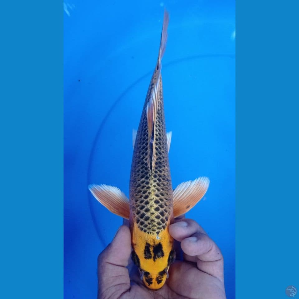 KUMPAY 30