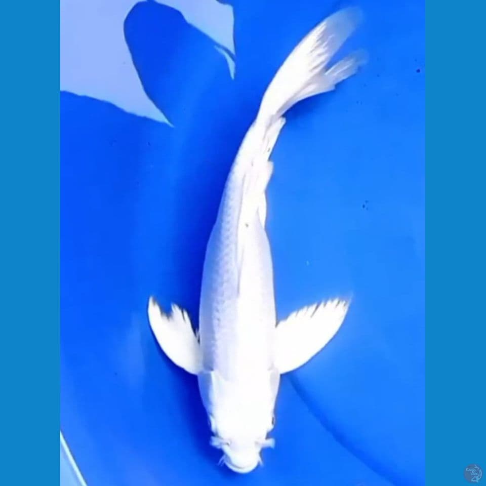 32cm BUTTERFLY PLATINUM KUMPAY