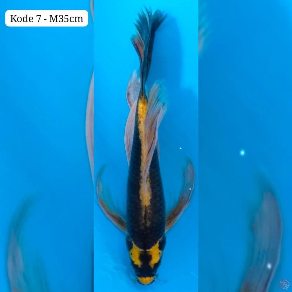 Kumpay Kabuto 35cm