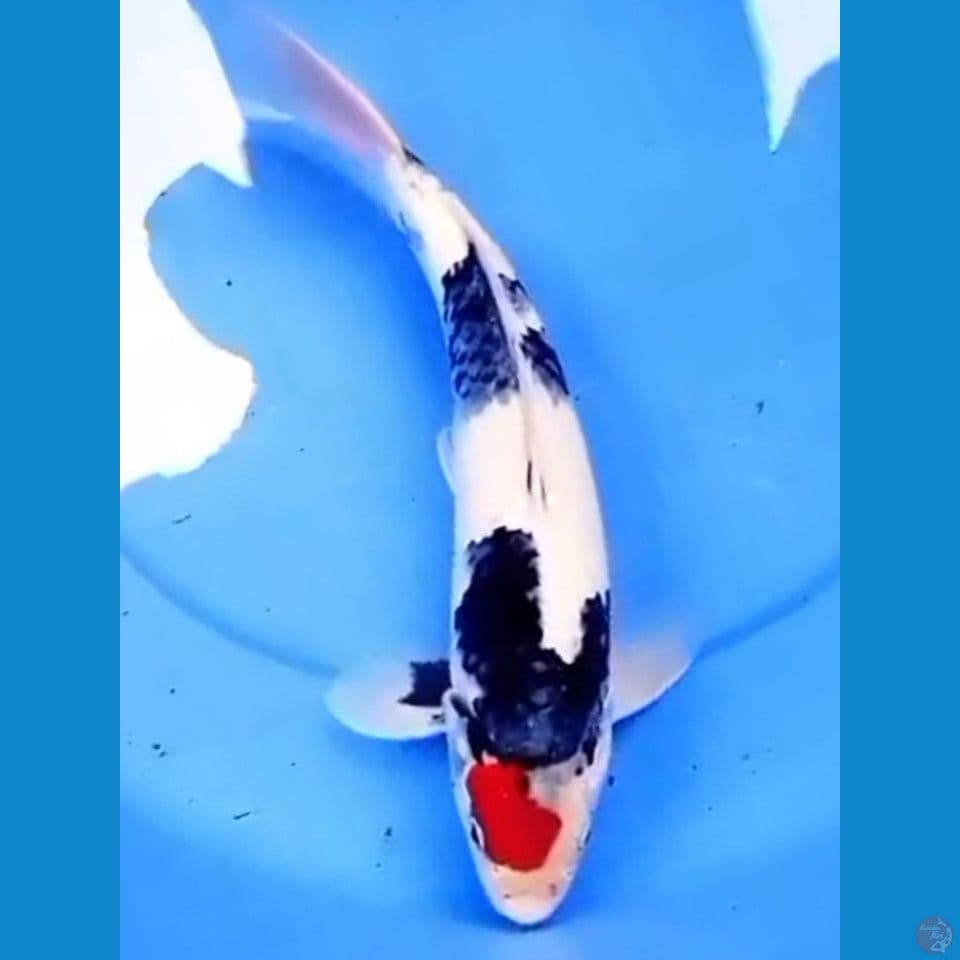 36cm TANCHO SHOWA