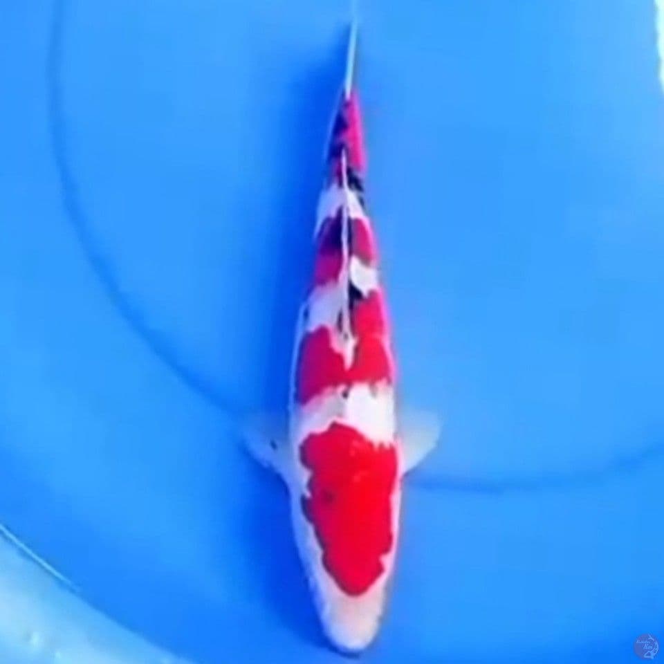 29cm TSUBOSUMI SANKE