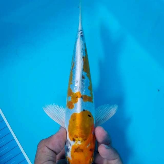 Hariwake doitsu