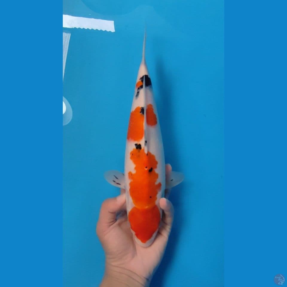 SANKE 33CM - FEEMALE