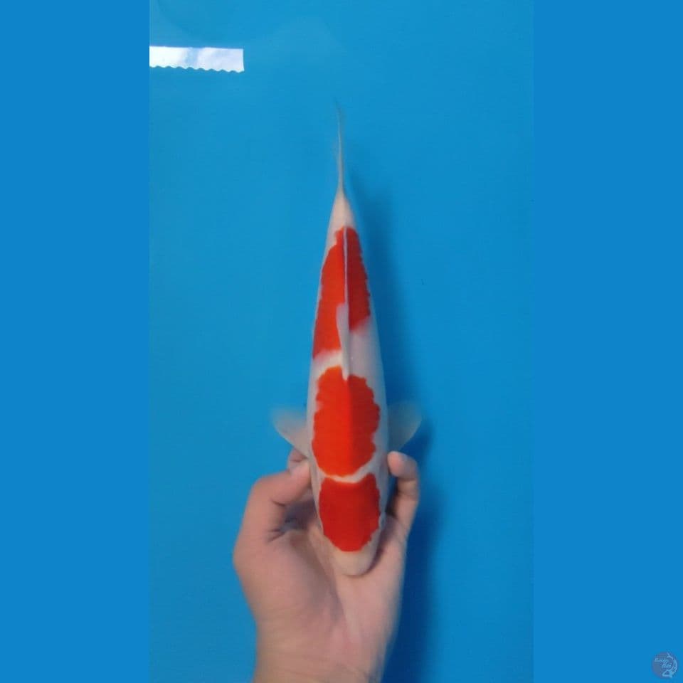 MARUTEN KOHAKU 28CM - MALE