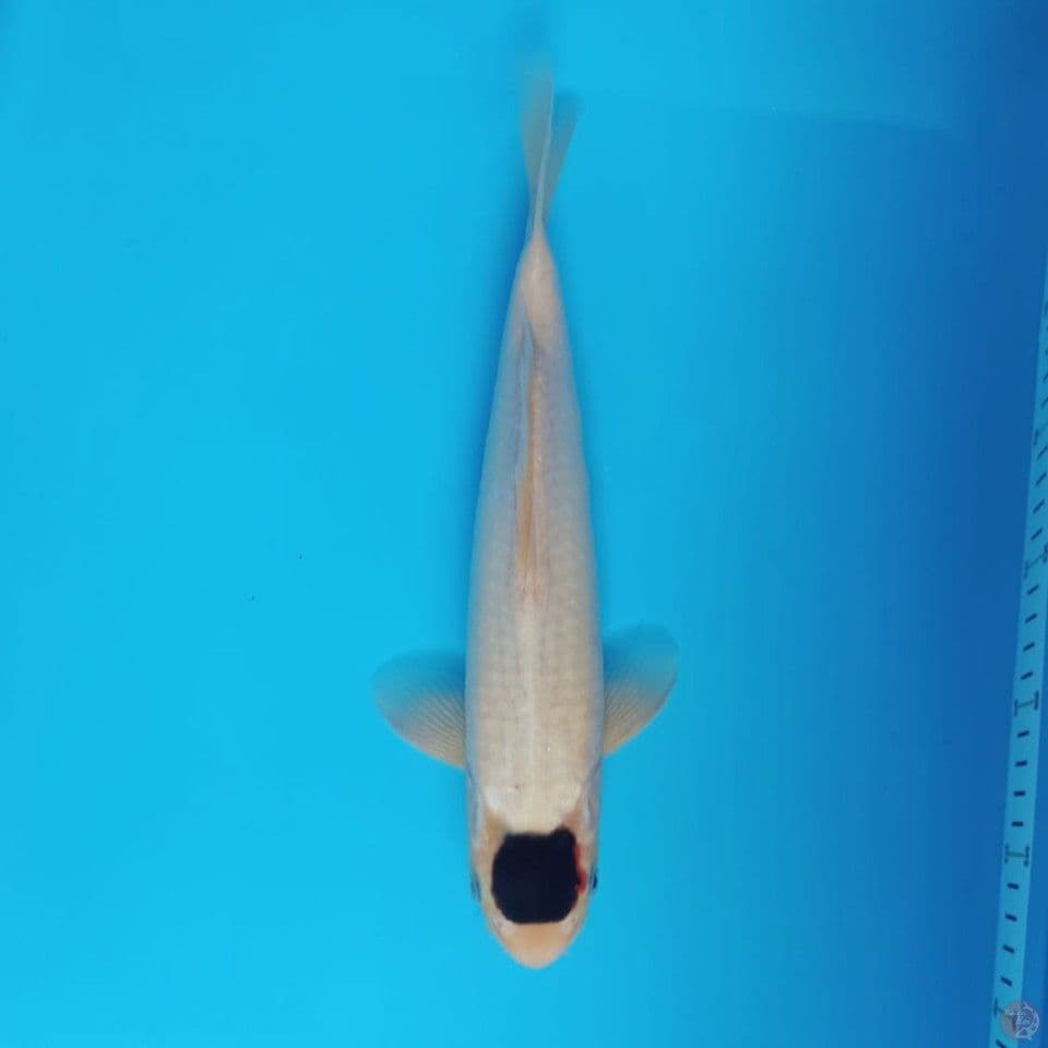Tancho Goromo 35cm
