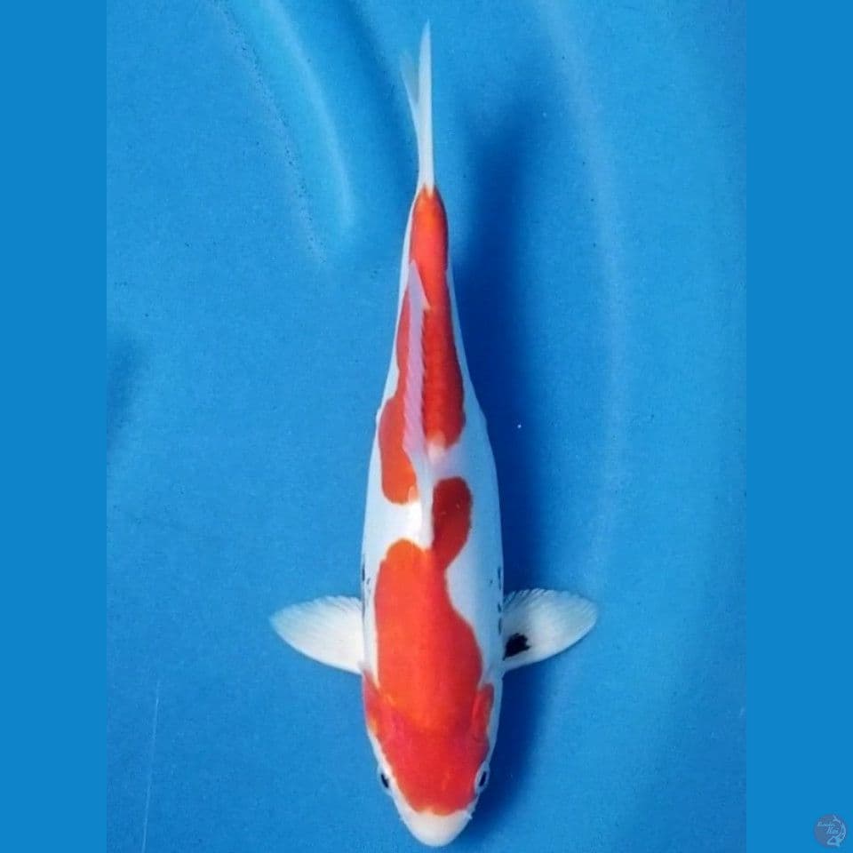 BENIKUMONRYU 25 CM MALE