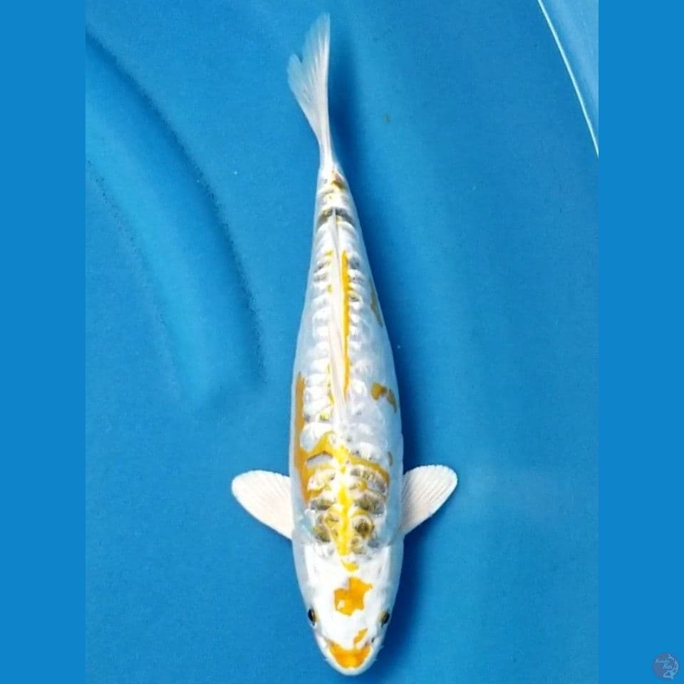 MARUTEN KAWARI 30 CM