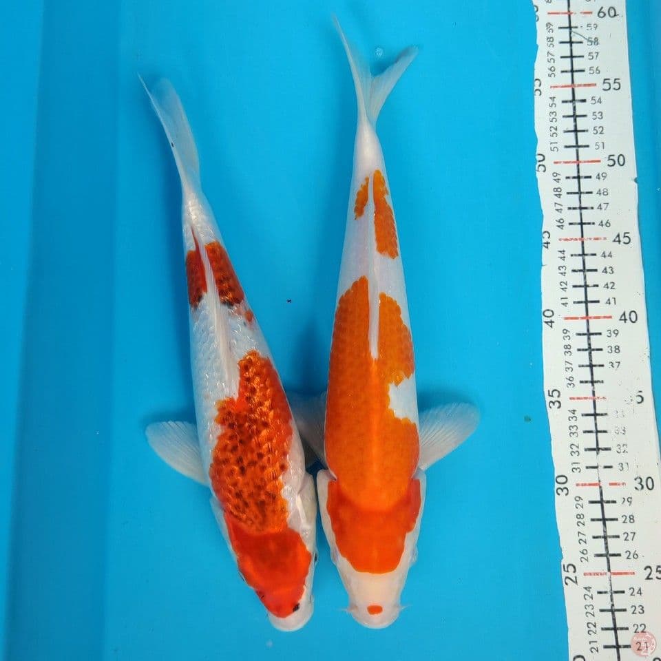 kohaku, aigoromoginrin 32cm male