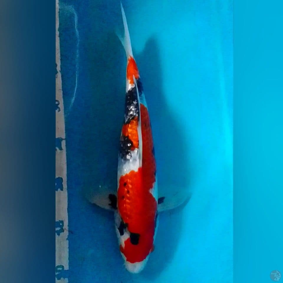 SHOWA GINDRIN 30CM