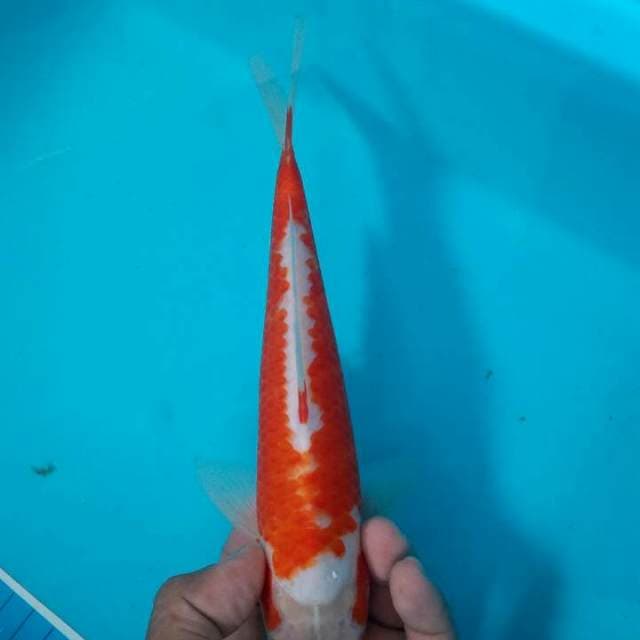 Kohaku antik
